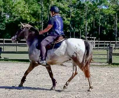 Gucci Blind Appaloosa Adopted January 2020 