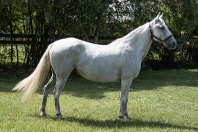 Ronan Pony, Gelding Born 2006