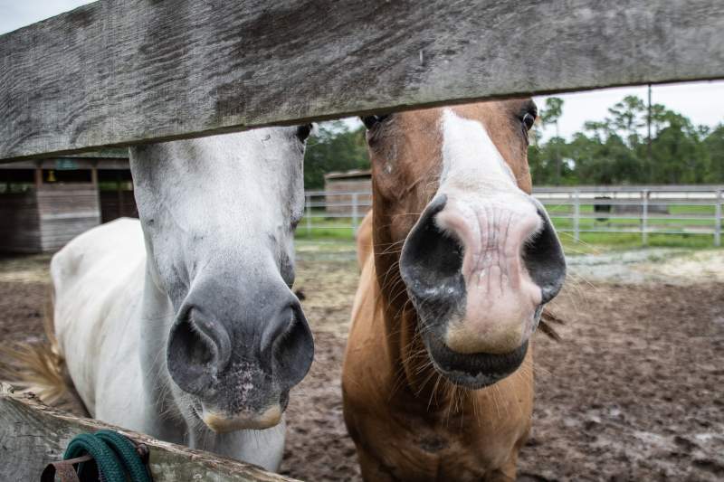 Equine Manager Coming Soon 