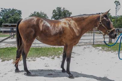 Roxanne REG Half-Arabian Mare, Born 2011