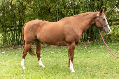 Sierra Quarter Horse, Born 2001, Chestnut, Companion