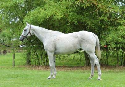 Skippy Thoroughbred, Mare, Born 2004, Grey Begin Again Program Horse