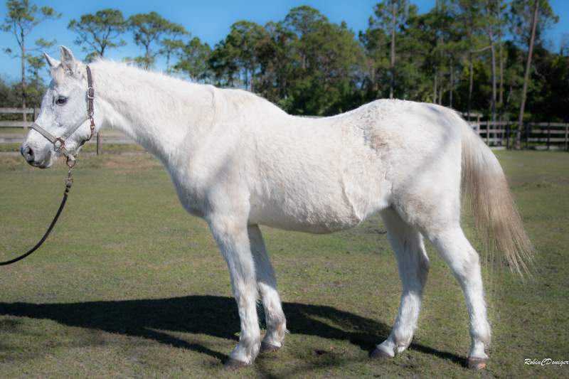 Smokey-0952