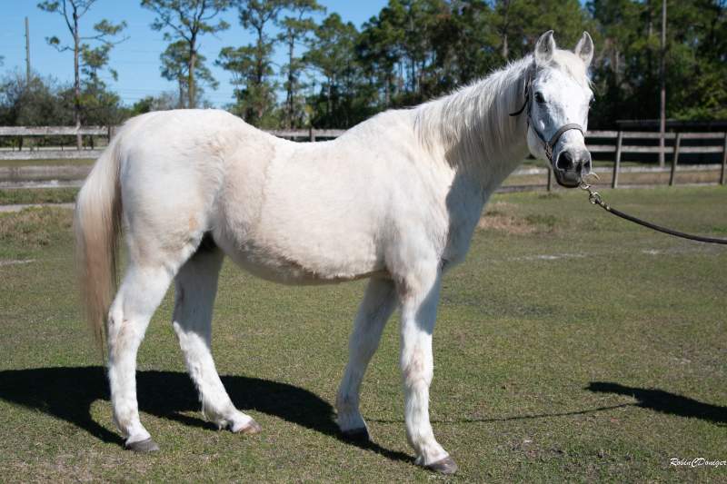 Smokey-0969