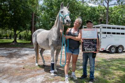 Sterling Thoroughbred Mare Born 2003