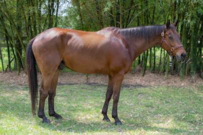 Storm Appendix Quarter Horse Gelding Born 2001