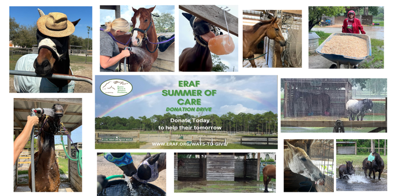 Summer of Care FB Cover  Wide 