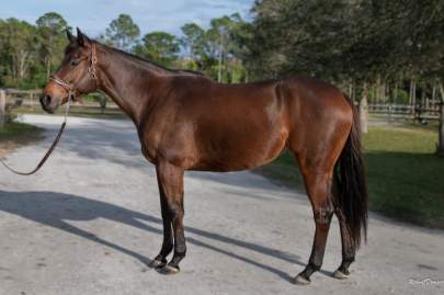 Tilly (Temerity) OTTB Thoroughbred Mare Born 2019  REHAB