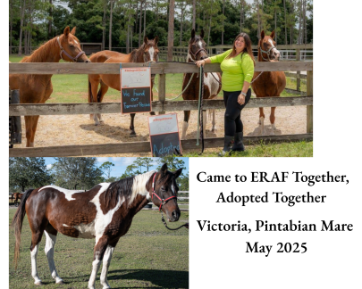 Victoria Pintabian Mare Adopted May 2025