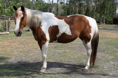 WildHeart Wild Heart Paint Mare, Born 2004