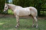 Charlie Palomino Gelding Born 2001