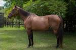 Dancer Standardbred Mare Born 1999 Companion