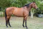 Ellie Appendix, Mare, Born 2015, 16HH Companion Horse