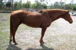 Ginger Quarter Horse, Mare, Born 1997, 14.2hh