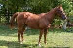 Hoot Quarter Horse, Gelding, Born 1997, Chestnut