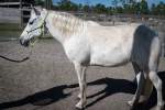 Jane Paso Fino Cross Mare, Born 2012, 14.3hh