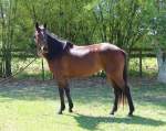 Jasmine Thoroughbred Mare, Born 2005,Bay, Companion