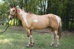 Oakley Paint Gelding Born 2011
