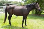 Sky Thoroughbred, Gelding, Born 2008 , Bay