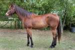 Ty Appendix Quarter Horse Gelding Born 2007