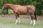 Zippy Thoroughbred Gelding Born 2015
