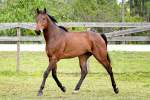 Judge Thoroughbred Gelding Born 2011 16.3hh Companion Horse