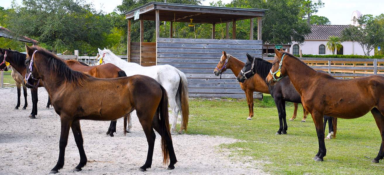 horse humane society near me