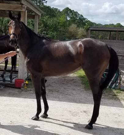 Tilly Thoroughbred Mare Born 2019